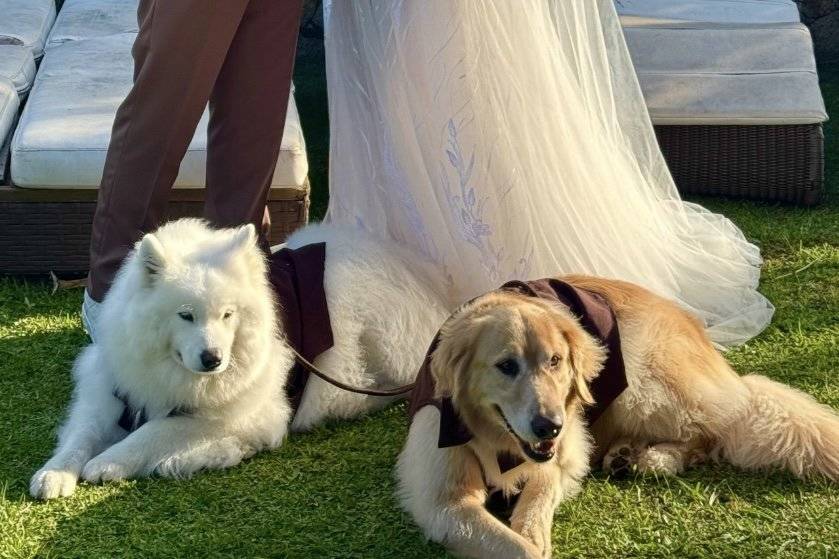 Casamento pet friendly
