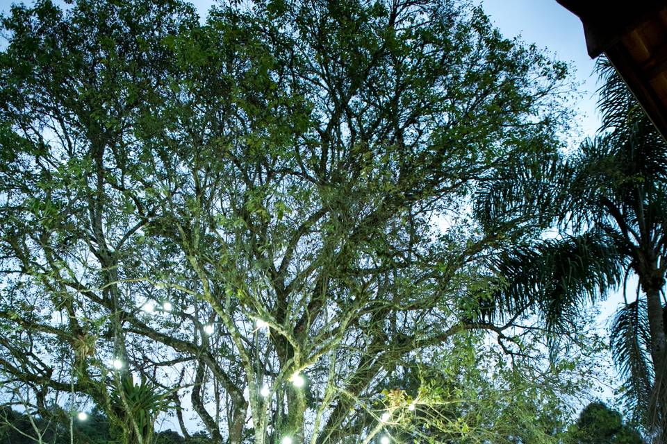 Árvore dos pedidos com luzes