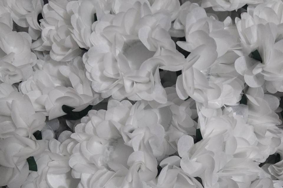 Margaridas