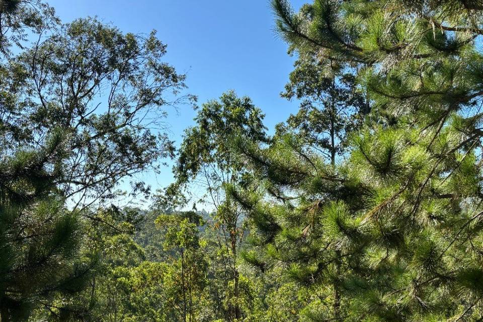 Jardim p cerimônia