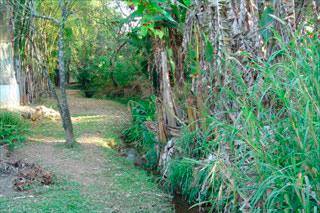 Bosque com riacho e trilha