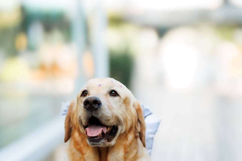 A Daminha de honra mais linda