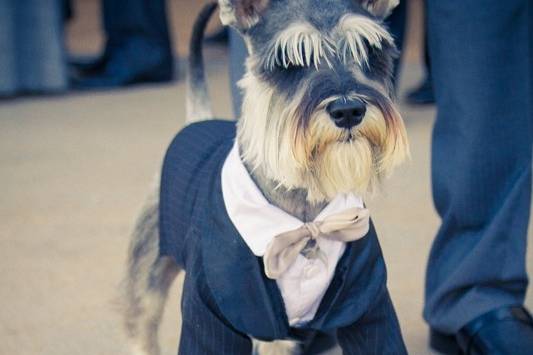 Cachorrinho lindo