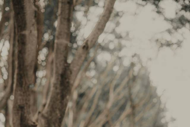 De Melo Fotografia