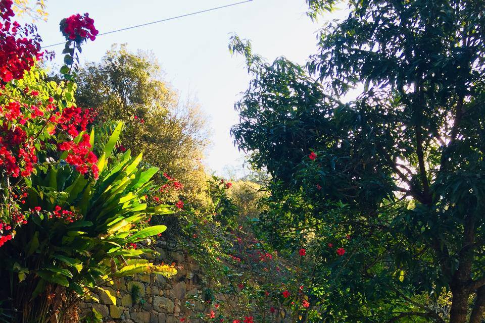Jardim
