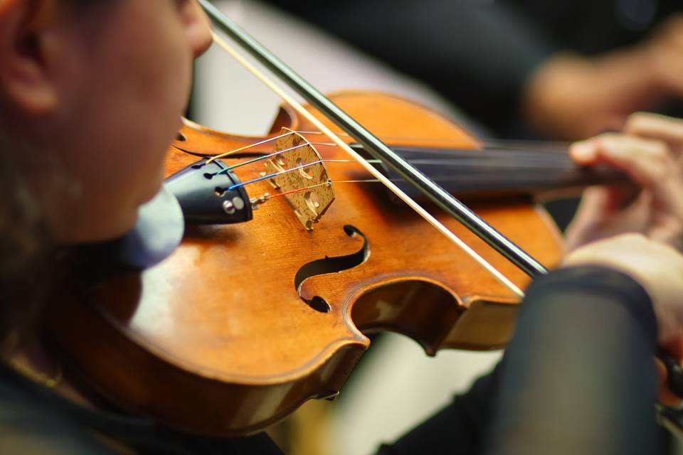 Violino