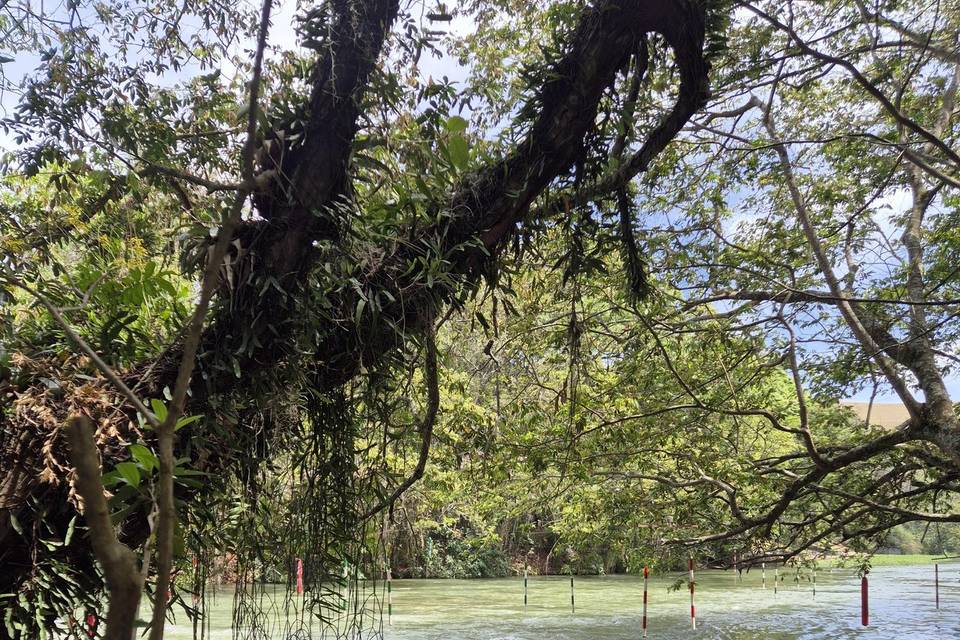 Contemplação natureza