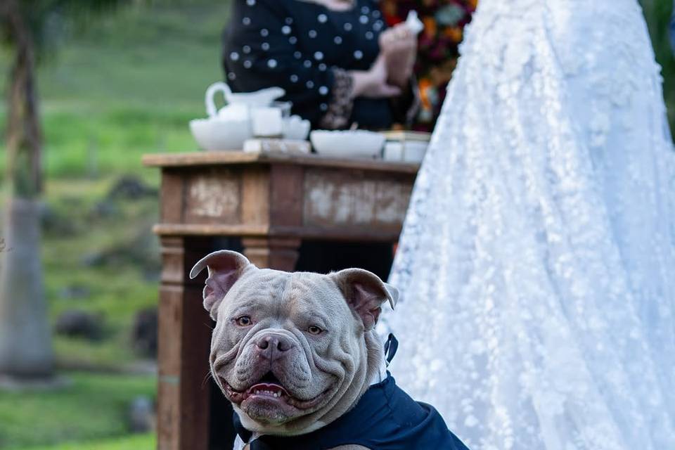 Seu pet no seu grande dia