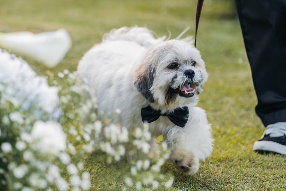 Casamento Intimista