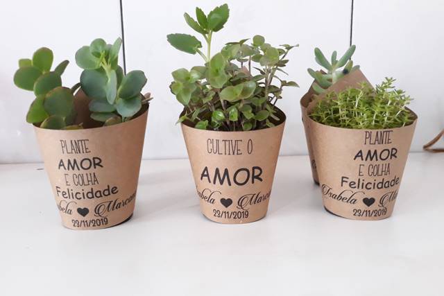Suculentas personalizadas