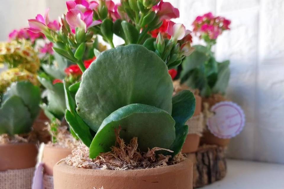 Kalanchoes