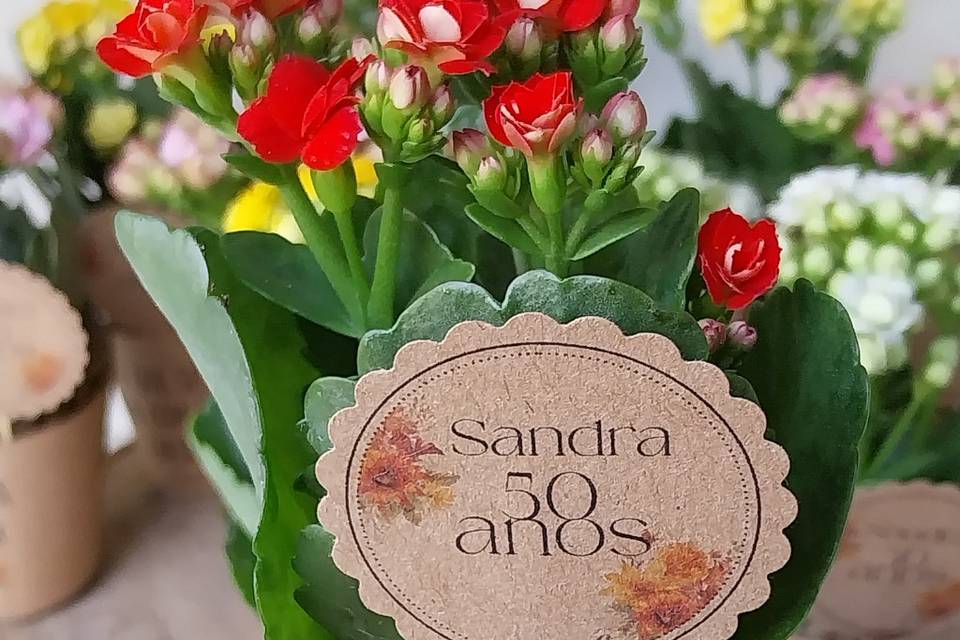 Kalanchoes personalizadas