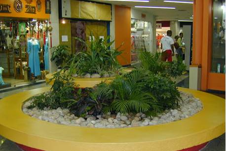 Plantas ornamentais