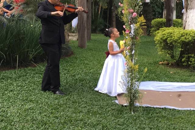 Violino cortejo