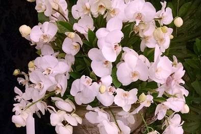 Lindas Orquídeas Brancas.