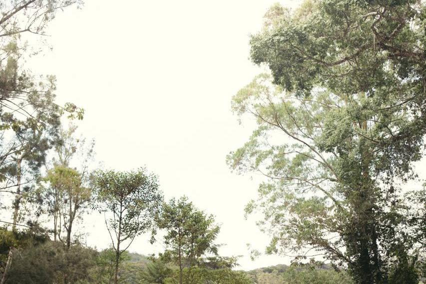 Cerimônia Bosque Decoração
