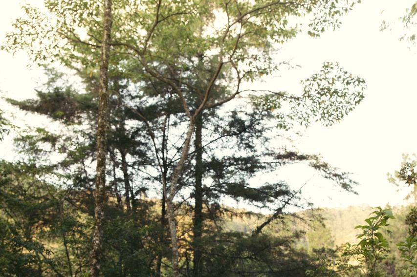Cerimônia Bosque