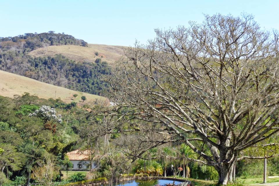 Lago e figueira