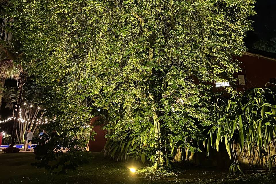 Bosque da Posse