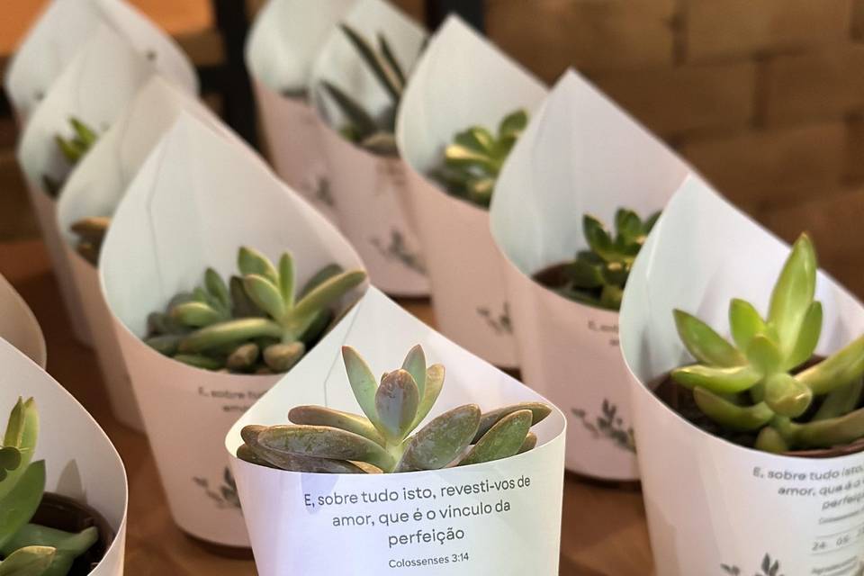 Suculentas + papelaria