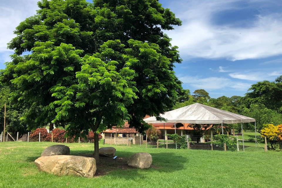 árvore Pau-Brasil