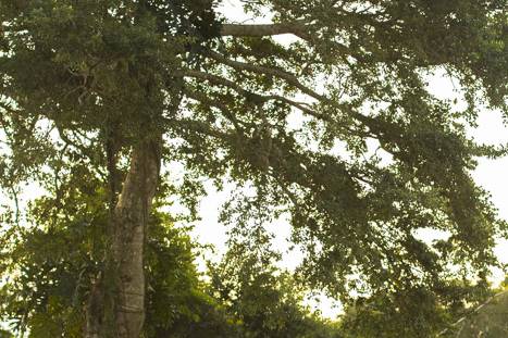 Ensaio pré casamento