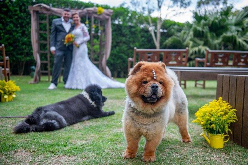 Noivos e Dogs