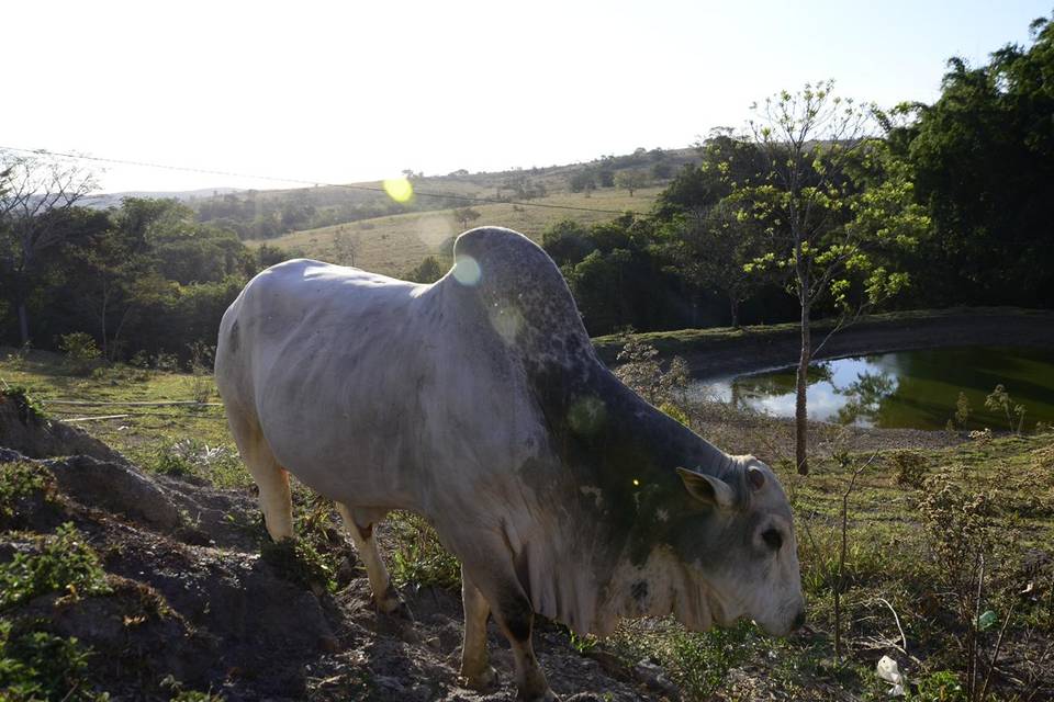 Fazenda Pôr do Sol