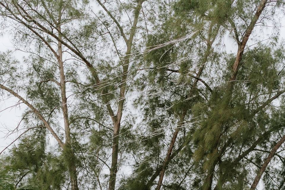 Natureza