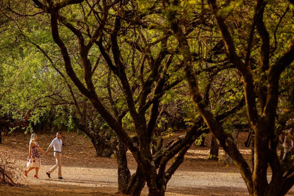 Passeio no bosque