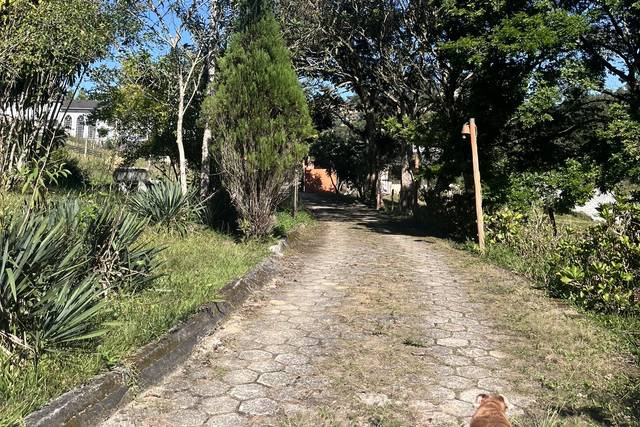 Entrada arborizada