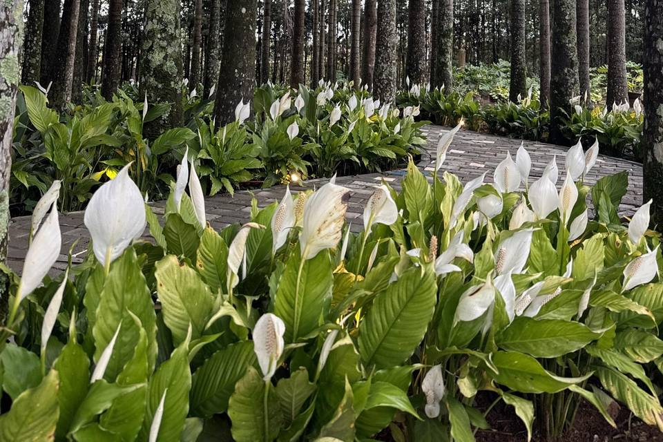 Bosque de palmeiras