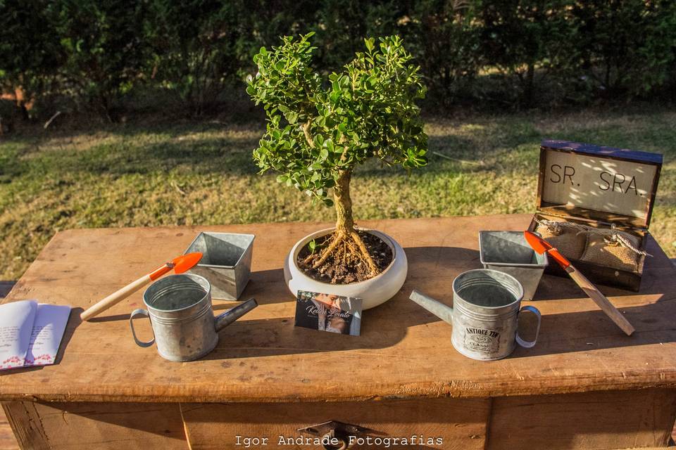 Cerimonia da arvore com bonsai
