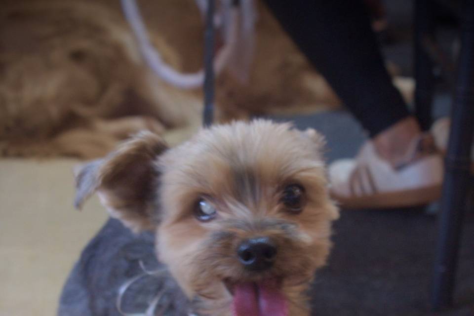 Cookie