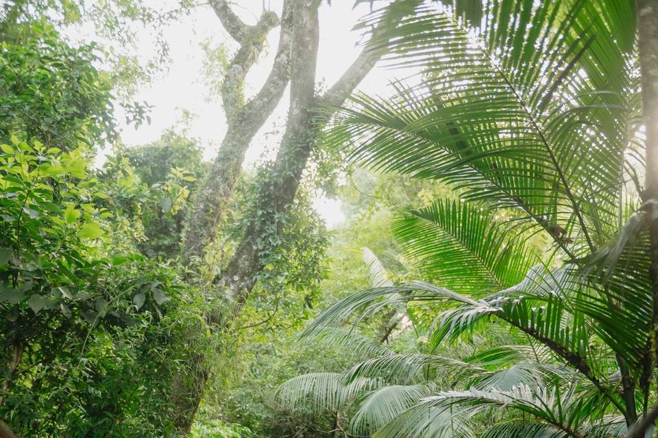 Area verde