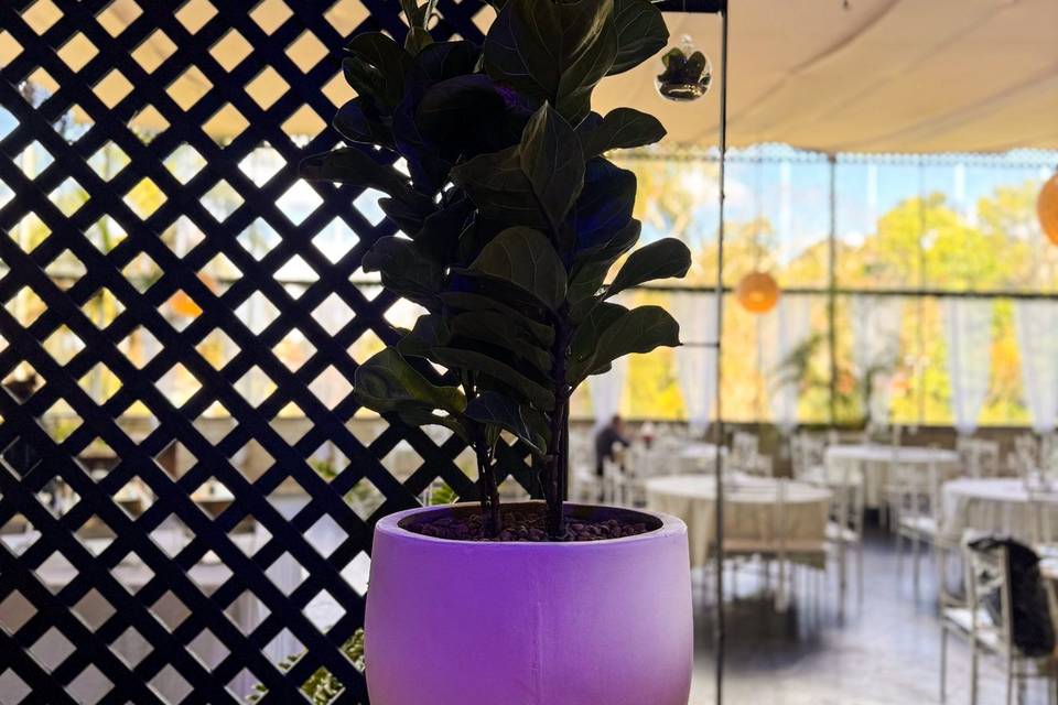 Mansão das Artes 2025