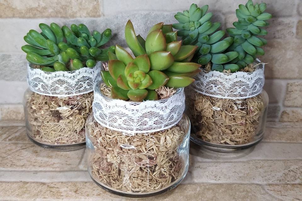 Mini terrário