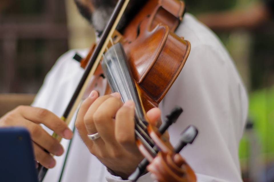 Violino