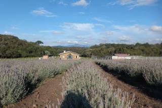 Rancho da Lavanda