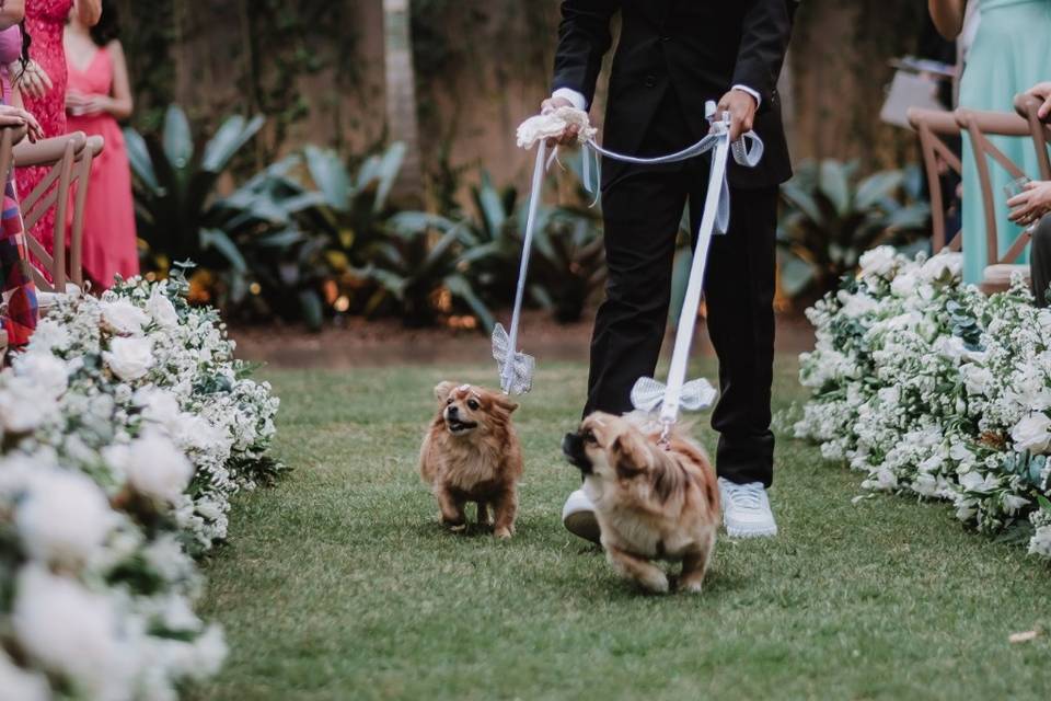 Dogs