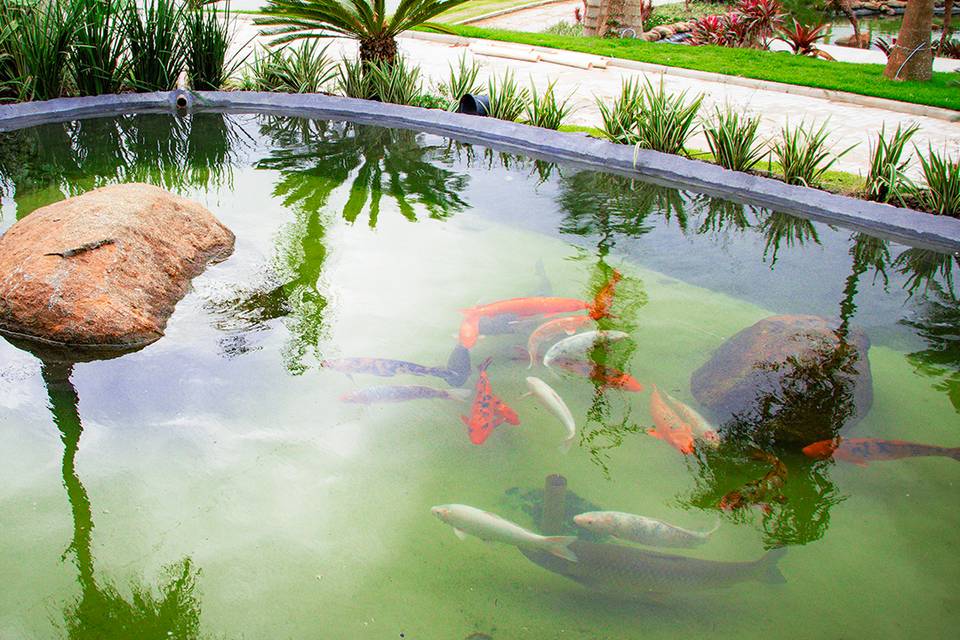 Peixes Lago