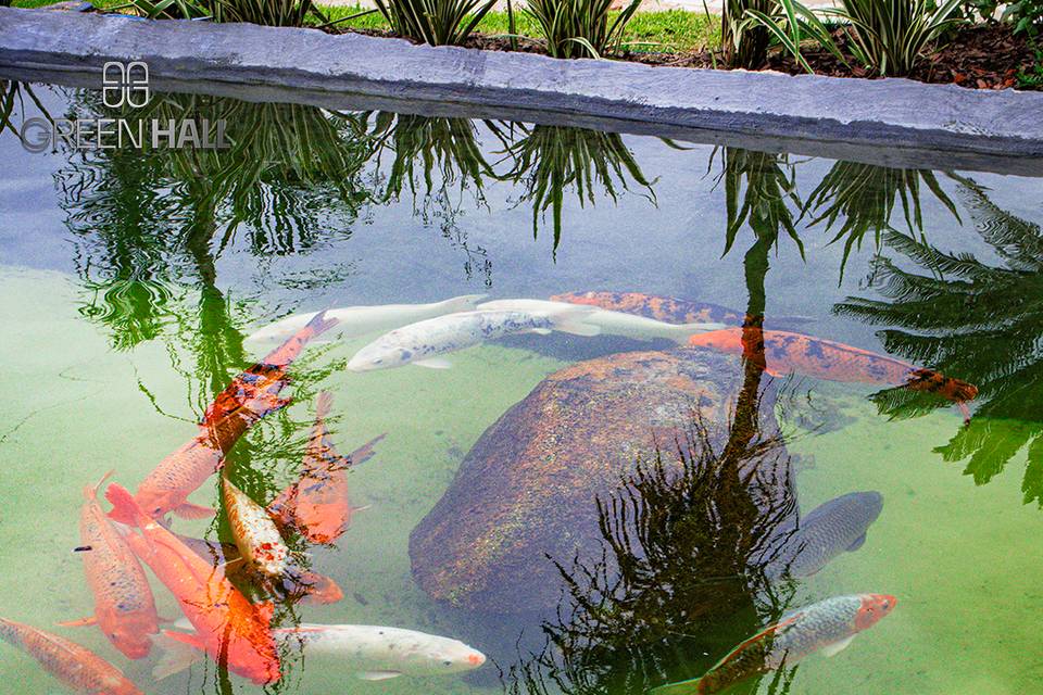 Peixes Lago