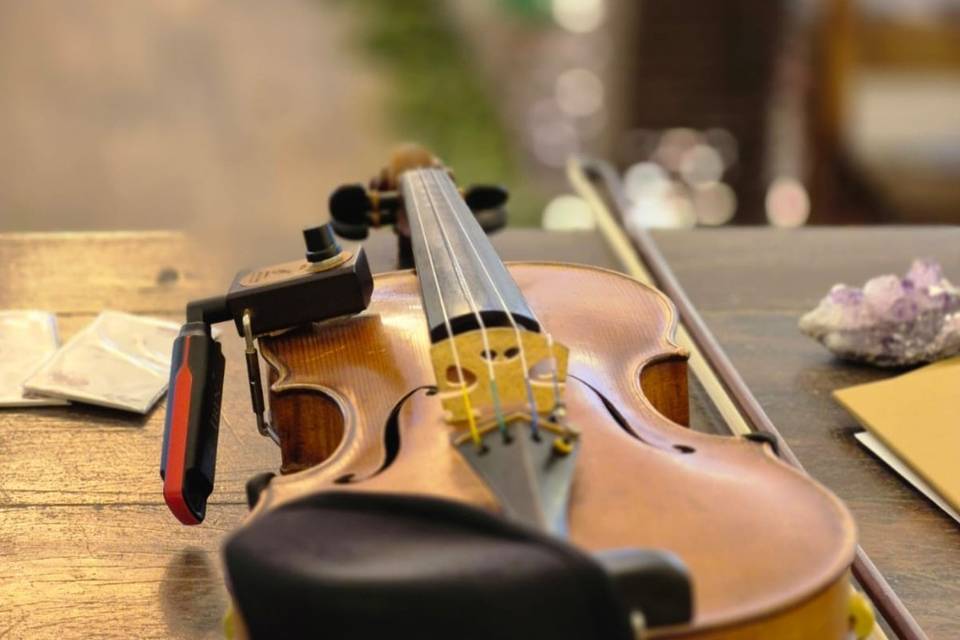 Violino
