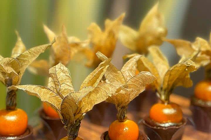 Physalis