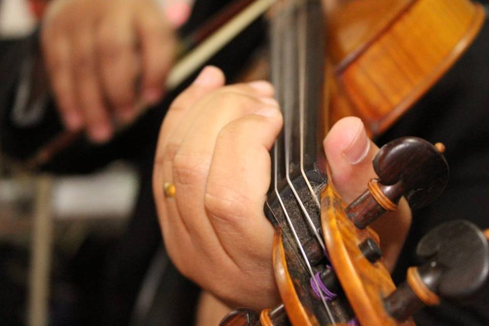 Violino