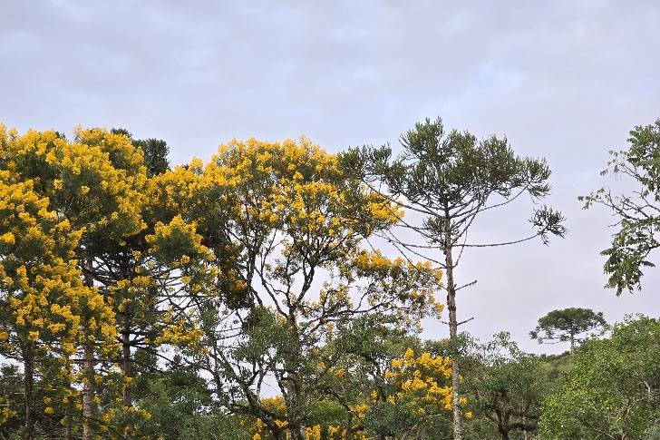 Paisagem da Entrada