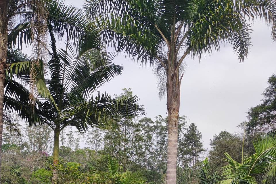 Mauá