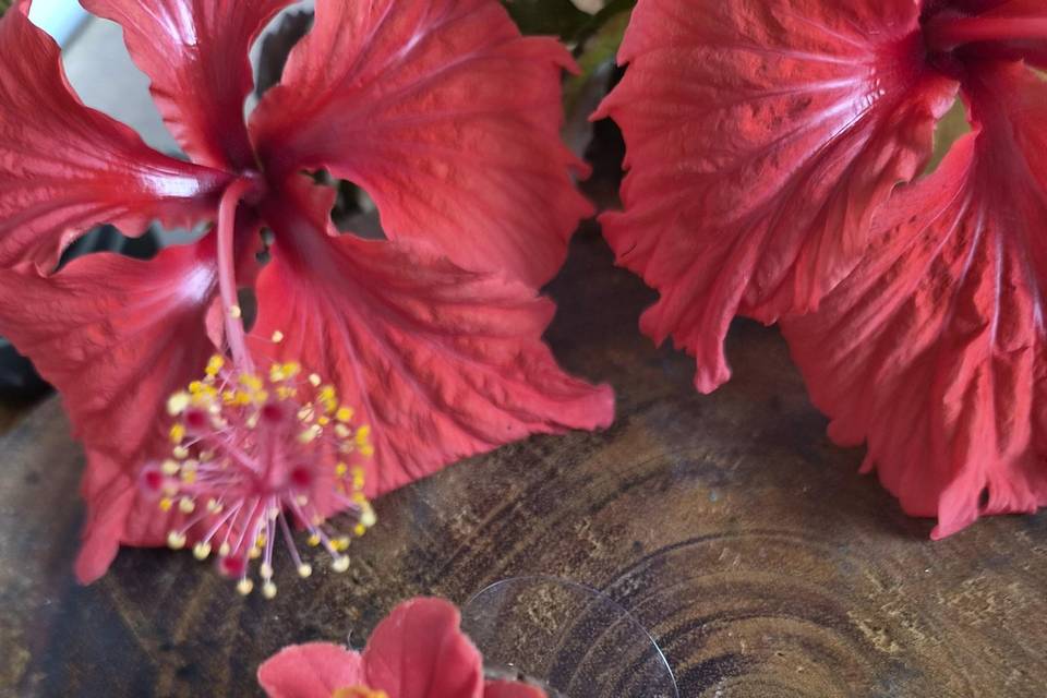 Hibisco!