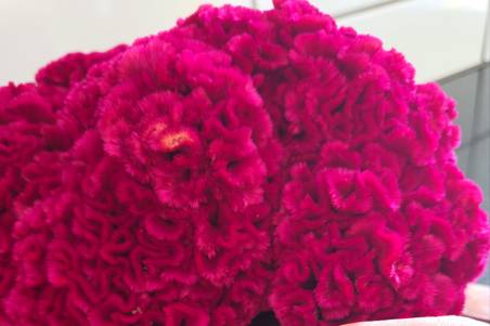Detalhes florais