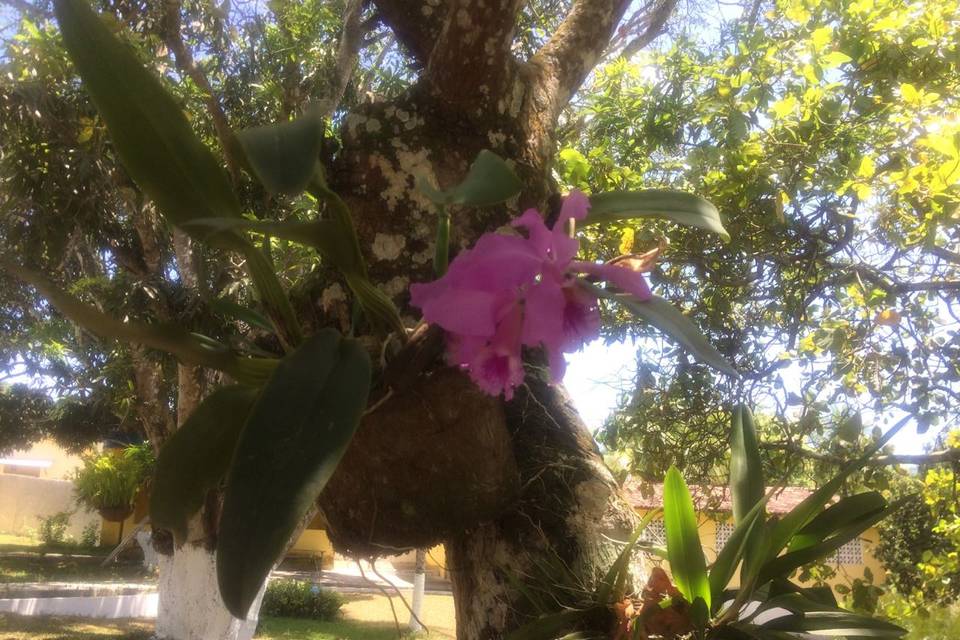 área  livre verde